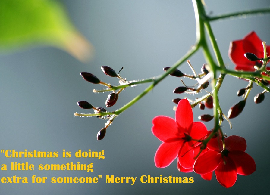 Merry Christmas Quotes Wishes Images Wallpapers 2017 1 Download