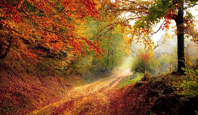 Falling for Autumn: Inspiring Quotes and Mesmerizing Images to Embrace the Season