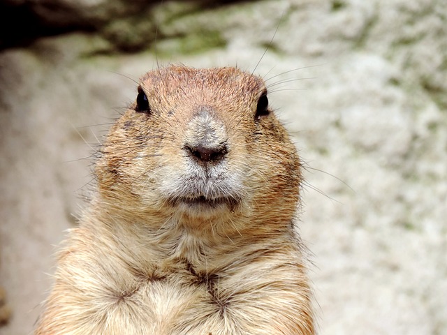 Indulge in Delightful and Unique Groundhog Day-Inspired Activities!